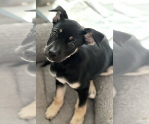 Labrador Retriever-Unknown Mix Dogs for adoption in Dana Point, CA, USA