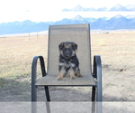 Small Photo #2 German Shepherd Dog Puppy For Sale in WESTCLIFFE, CO, USA