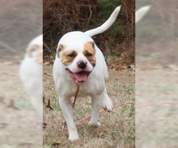 Medium Photo #4 American Staffordshire Terrier-Unknown Mix Puppy For Sale in Green Forest, AR, USA