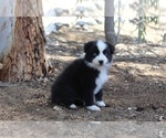 Puppy Ruby Australian Shepherd
