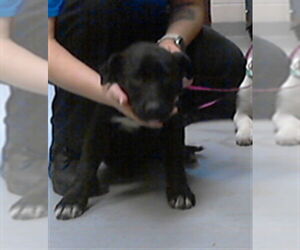 Labrador Retriever-Unknown Mix Dogs for adoption in Fayetteville, NC, USA