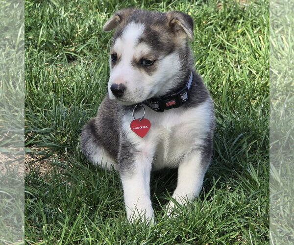 Medium Photo #24 Siberian Husky-Unknown Mix Puppy For Sale in Fargo, ND, USA