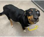 A128397 - Female Anatolian Shepherd-German Shepherd Dog Mix Dog for Adoption - Small photo