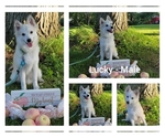 Small Photo #19 American Eskimo Dog-Pomsky Mix Puppy For Sale in NILES, OH, USA