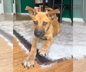 Black Mouth Cur-Unknown Mix Dogs for adoption in Royal Palm Beach, FL, USA