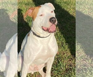 American Bulldog Dogs for adoption in Mooresville, NC, USA