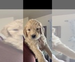 Small Photo #4 Goldendoodle Puppy For Sale in RATHDRUM, ID, USA