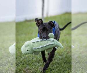 Moon - Female Mutt Dog for Adoption - Photo #6