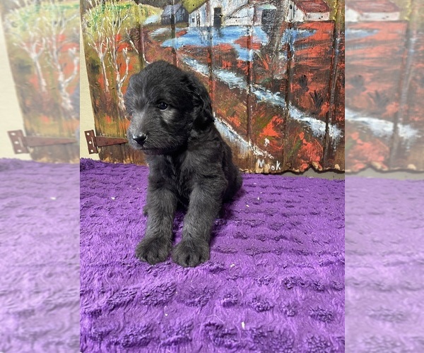 Medium Photo #13 Labradoodle Puppy For Sale in CRAIG, NE, USA