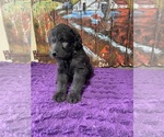 Small Photo #13 Labradoodle Puppy For Sale in CRAIG, NE, USA