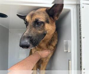 German Shepherd Dog-Unknown Mix Dogs for adoption in Houston, TX, USA