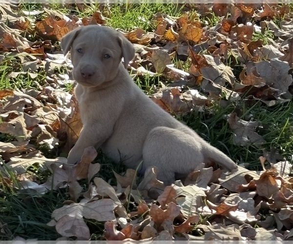Medium Photo #8 Labrador Retriever Puppy For Sale in LEASBURG, MO, USA