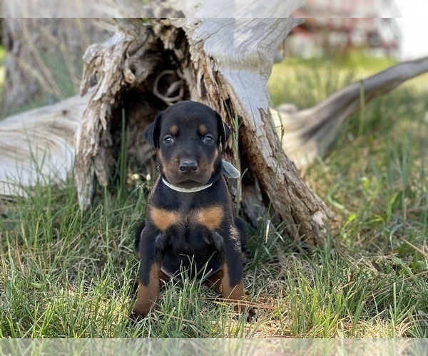 Medium Photo #7 Doberman Pinscher Puppy For Sale in CHEYENNE, WY, USA