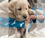 Small Photo #8 Labrador Retriever-Maremma Sheepdog Mix Puppy For Sale in PLAINWELL, MI, USA