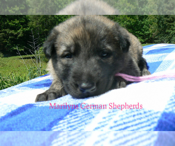 Medium Photo #6 German Shepherd Dog Puppy For Sale in PIEDMONT, MO, USA