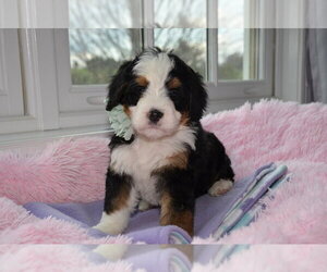 Bernedoodle Puppy for sale in ALPHARETTA, GA, USA