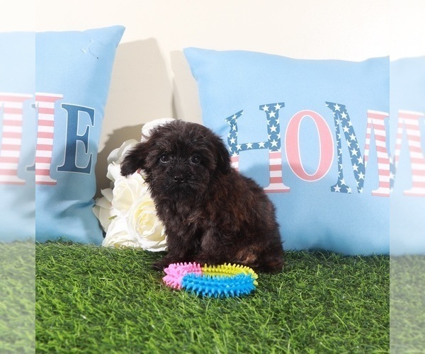 Medium Photo #4 Yorkipoo Puppy For Sale in MOUNT VERNON, OH, USA