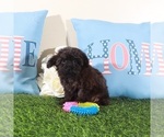 Small #3 Yorkipoo