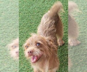 Cairn Terrier-Unknown Mix Dogs for adoption in Carrollton, TX, USA