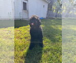 Small Photo #4 Labrador Retriever-Unknown Mix Puppy For Sale in Muskegon, MI, USA