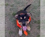Small #1 Mutt