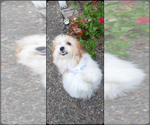 Small Photo #1 Maltipoo Puppy For Sale in VENETA, OR, USA