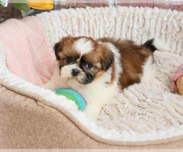 Medium Photo #10 Shih Tzu Puppy For Sale in SYRACUSE, IN, USA