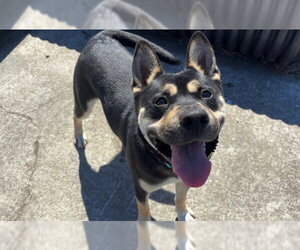 German Shepherd Dog-Unknown Mix Dogs for adoption in McKinleyville, CA, USA