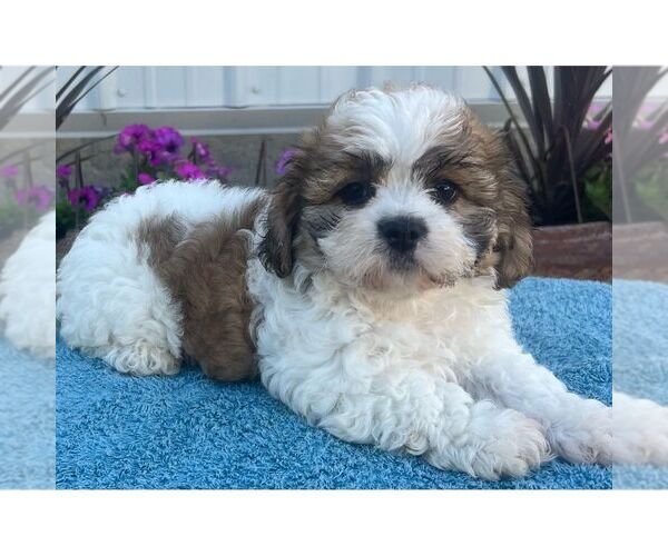 Medium Photo #1 Zuchon Puppy For Sale in ARTHUR, IL, USA