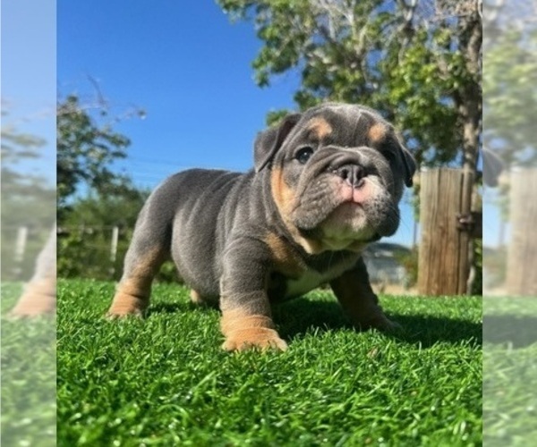 Medium Photo #1 English Bulldog Puppy For Sale in NEWPORT BEACH, CA, USA
