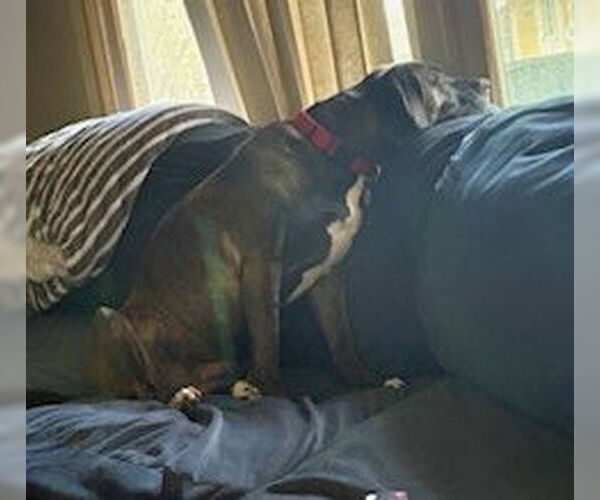 Medium Photo #3 Great Dane-Labrador Retriever Mix Puppy For Sale in Minneapolis, MN, USA