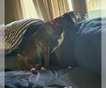 Small #2 Great Dane-Labrador Retriever Mix