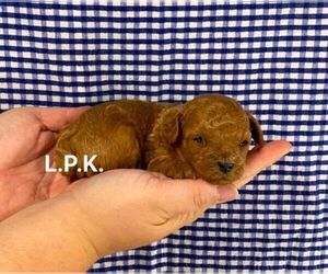 Poodle (Toy) Puppy for sale in WINNSBORO, LA, USA