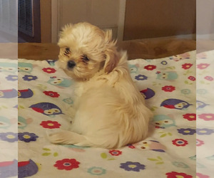 Shih Tzu Puppy for sale in ORLANDO, FL, USA