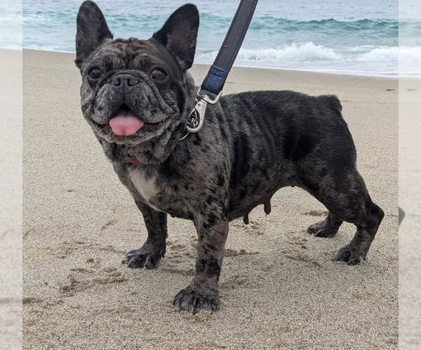 Medium Photo #18 French Bulldog-Unknown Mix Puppy For Sale in Lake Forest, CA, USA