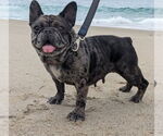 Small Photo #18 French Bulldog-Unknown Mix Puppy For Sale in Lake Forest, CA, USA