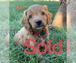 Small Photo #5 Cavapoo Puppy For Sale in HARRISON, AR, USA