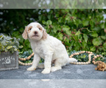 Small #2 Goldendoodle (Miniature)