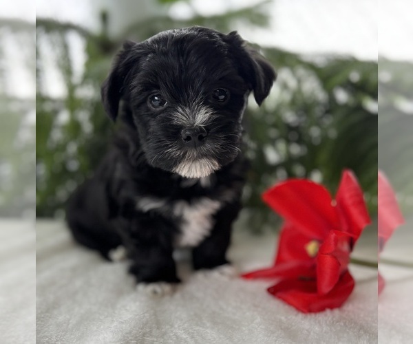 Medium Photo #1 Morkie Puppy For Sale in ROCK STREAM, NY, USA