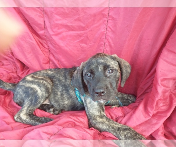 Medium Photo #14 Daniff Puppy For Sale in MARSHALL, AR, USA