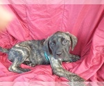 Puppy Blue Brindle Daniff
