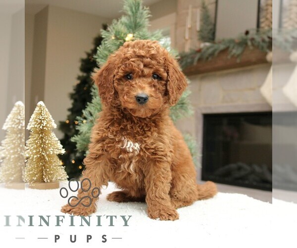 Medium Photo #3 Goldendoodle (Miniature) Puppy For Sale in NARVON, PA, USA