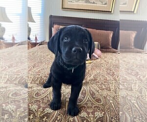 Labrador Retriever Puppy for sale in FORT COLLINS, CO, USA