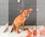 Small #5 Labrador Retriever Mix