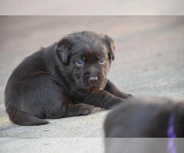 Medium Photo #3 Labrador Retriever Puppy For Sale in COVINGTON, TN, USA