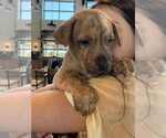 Small Labrador Retriever Mix