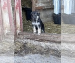 Small Photo #1 German Shepherd Dog Puppy For Sale in WADENA, MN, USA