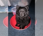Small Photo #3 Pomeranian Puppy For Sale in GOSHEN, NY, USA