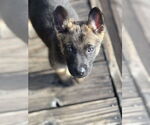 Small #2 German Shepherd Dog Mix