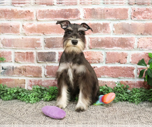 Schnauzer (Miniature) Puppy for Sale in SYRACUSE, Indiana USA
